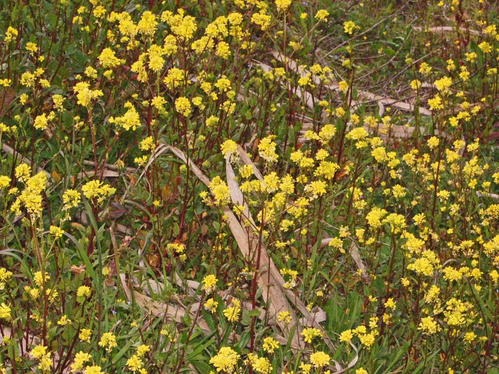 Una pianta dai fiori gialli Sinapis arvensis